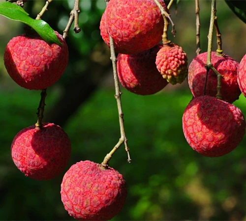 Oem food all kinds of fruits canned lychee green food
