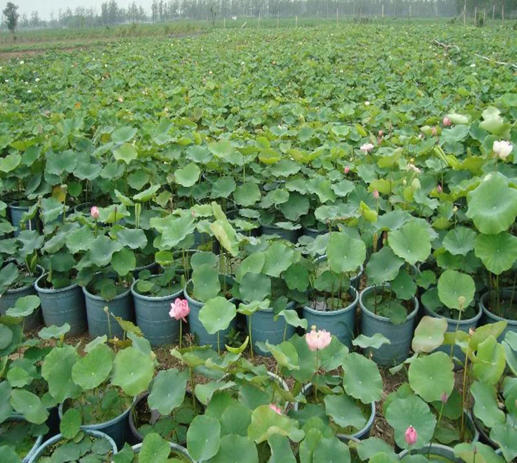 Blue Lotus Flower Seed Water Lily Seeds For Growing