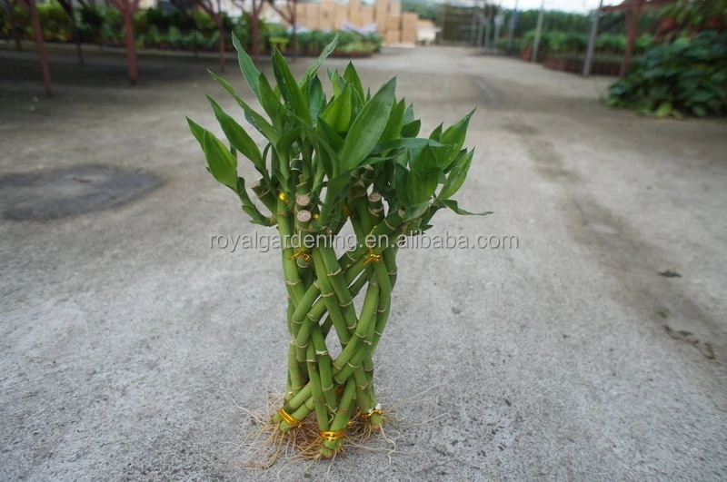 
Lucky bamboo ( Dracaena Sanderiana) cage shape 