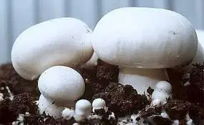 
Detan Fresh AD Champignon Mushroom Price 