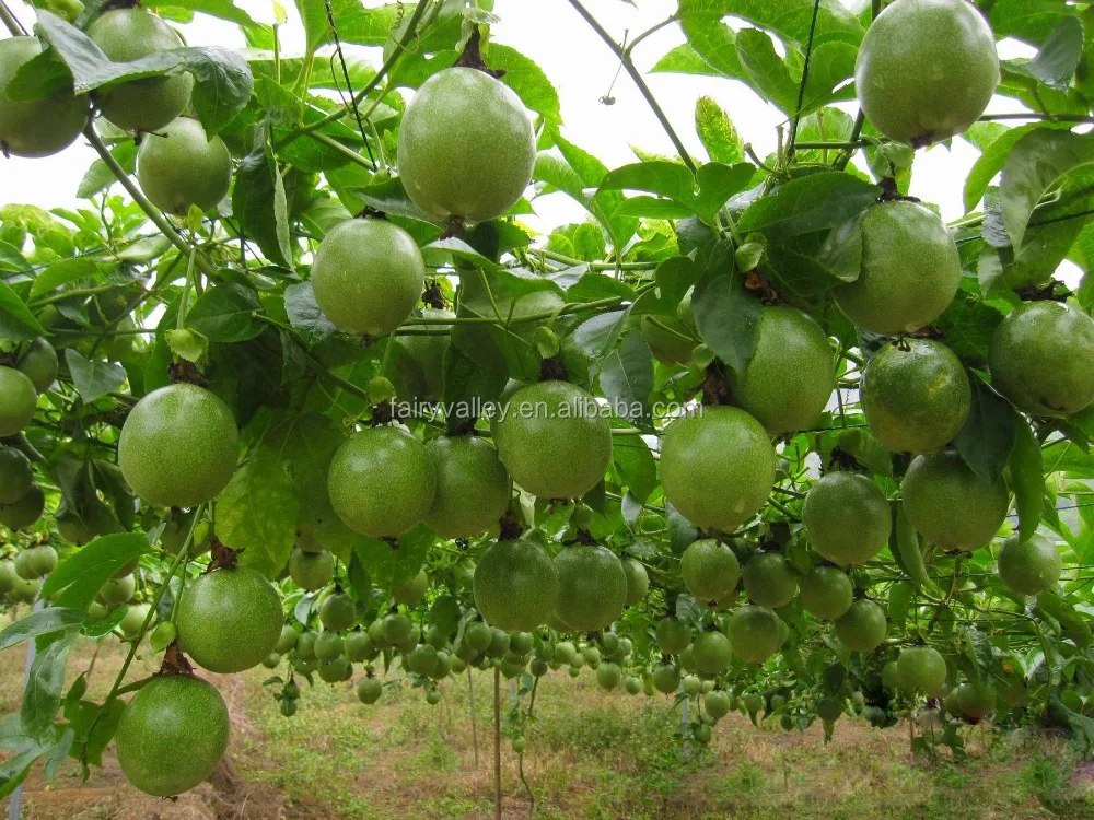 
High germination rate Passionforaedulis seeds Passionfruit seeds fruit tree seeds for planting 