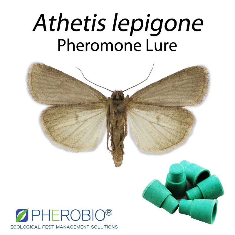Athetis lepigone pheromone lure pheromone trap