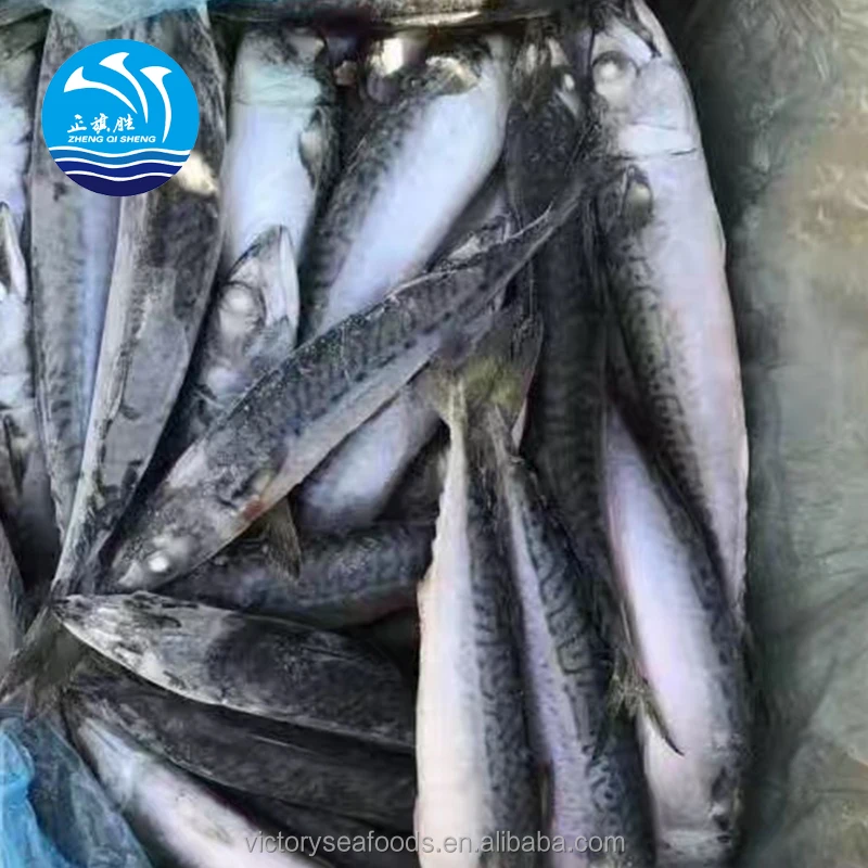 Frozen Fish Mackrel