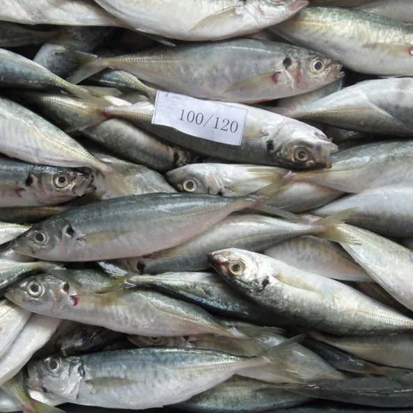 Wholesale Fish Market with Good Price Frozen Horse Mackerel