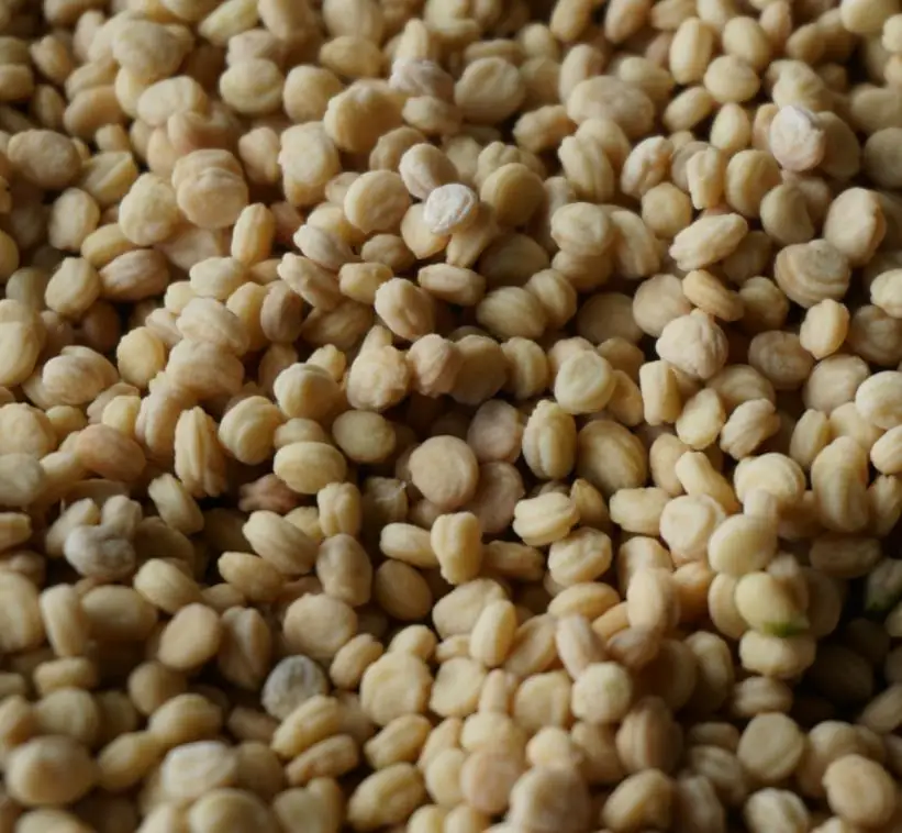 
1kg New Ren shen chinese High quality purity red ginseng seeds for planting 