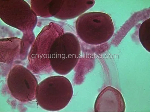 
Digital Camera Eyepiece - HiROCAM 3.0,5.0 &10MP 