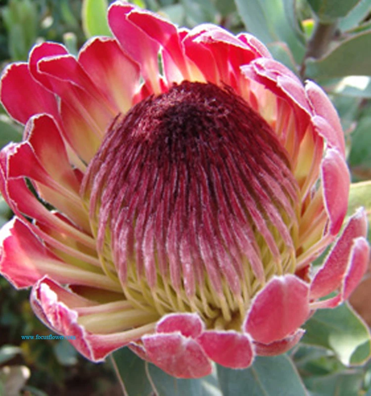 fancy items fresh cut flowers names of flowers used for decoration