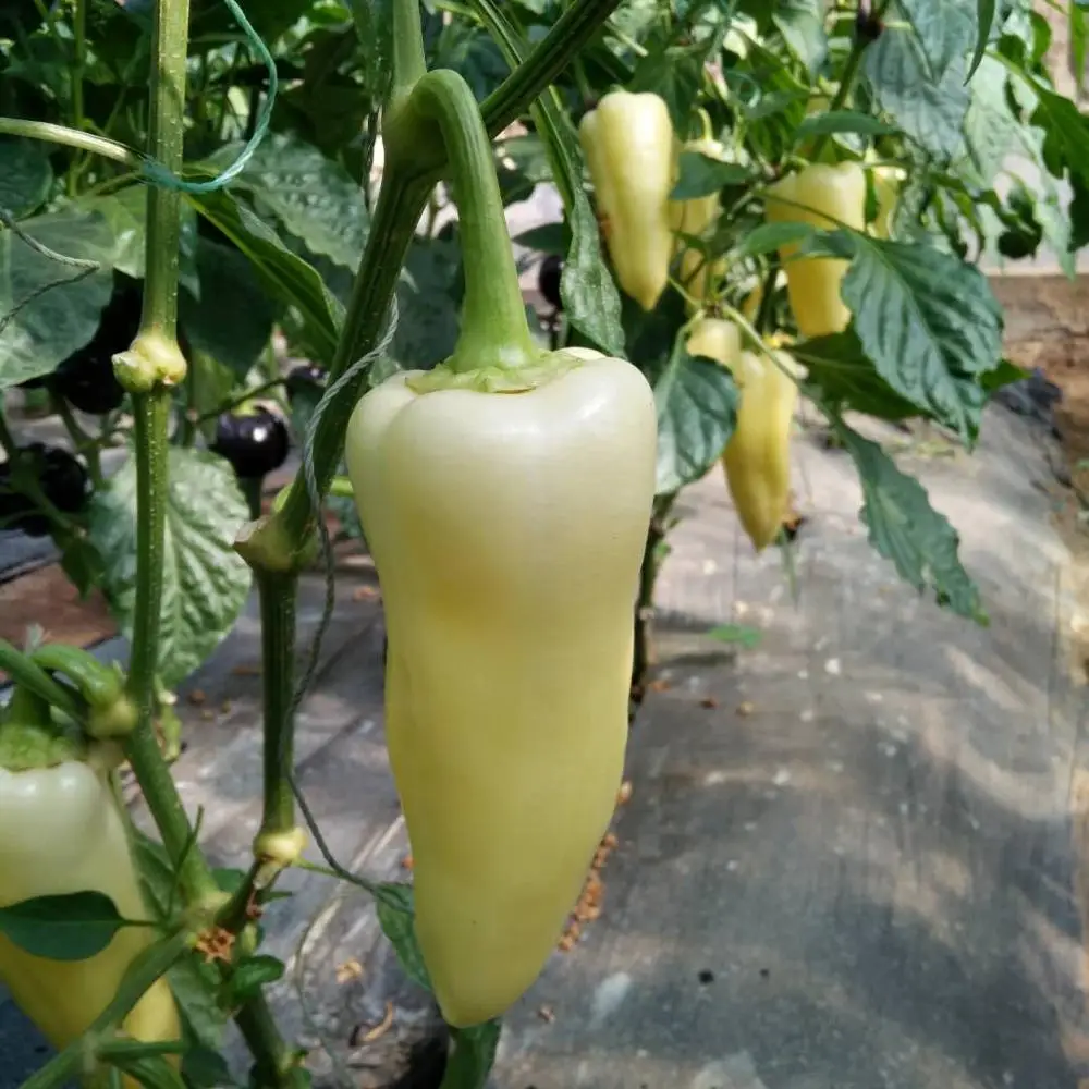
Vina F1 white sweet pepper seeds indeterminate growth type 