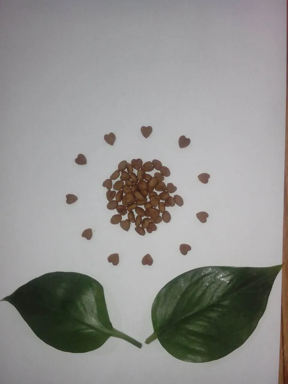 Customized high quality bulk dog food pet food