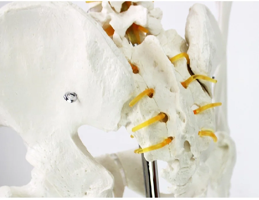
Human Anatomy Skeleton Model Science Toy Human Skeleton Model 180cm 