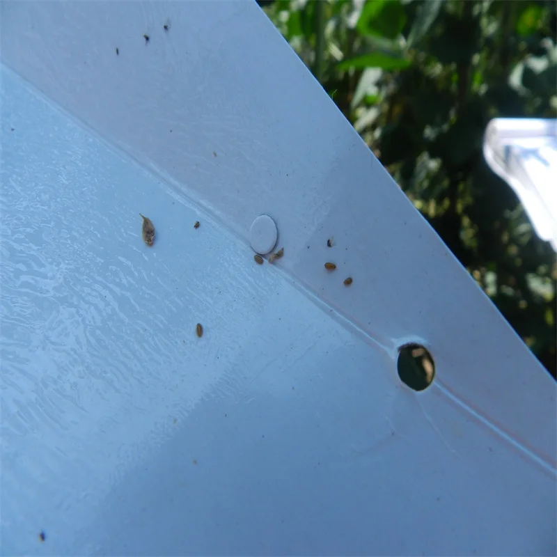 Tuta absoluta lure insect