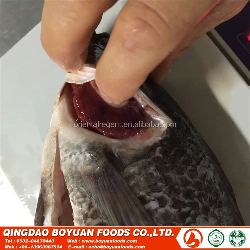 
chopa good selling frozen fish 