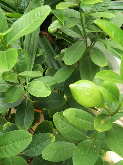 Лимонные деревья цитрусовые перфум