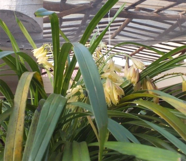 Natural Orchid Seedlings Tissue Culture in Flask