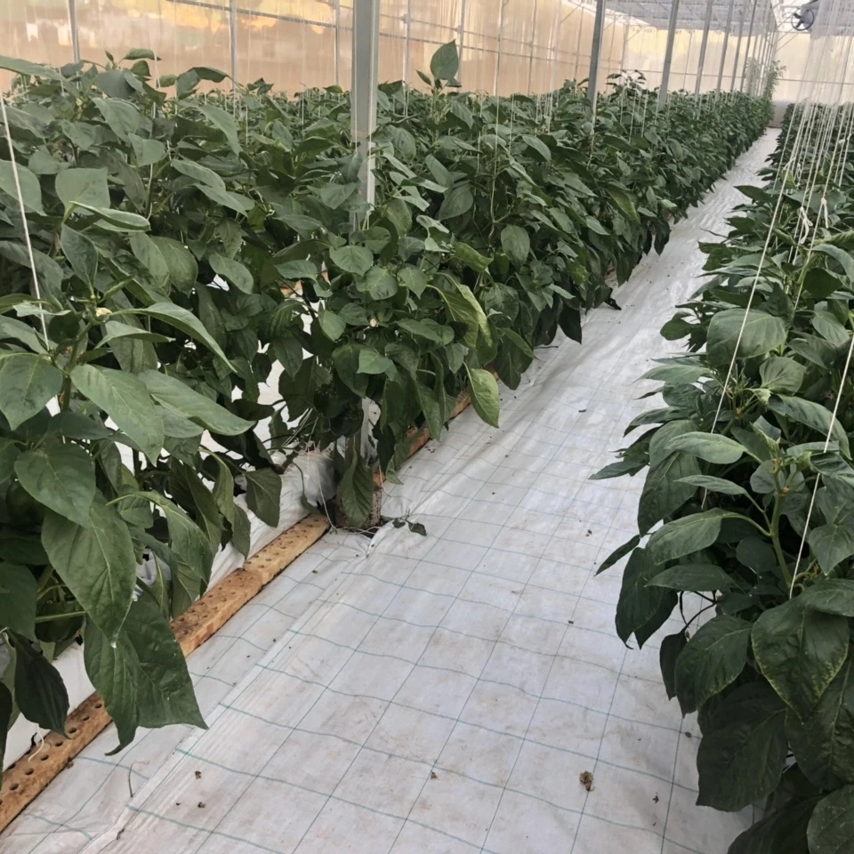 
Coco peat moss strawberry/tomato grow bag for agriculture 