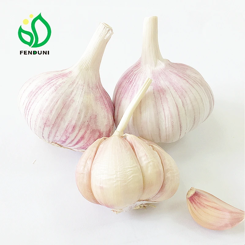 Fresh Garlic Price for Morocco 10kg/bag, 20kg/bag