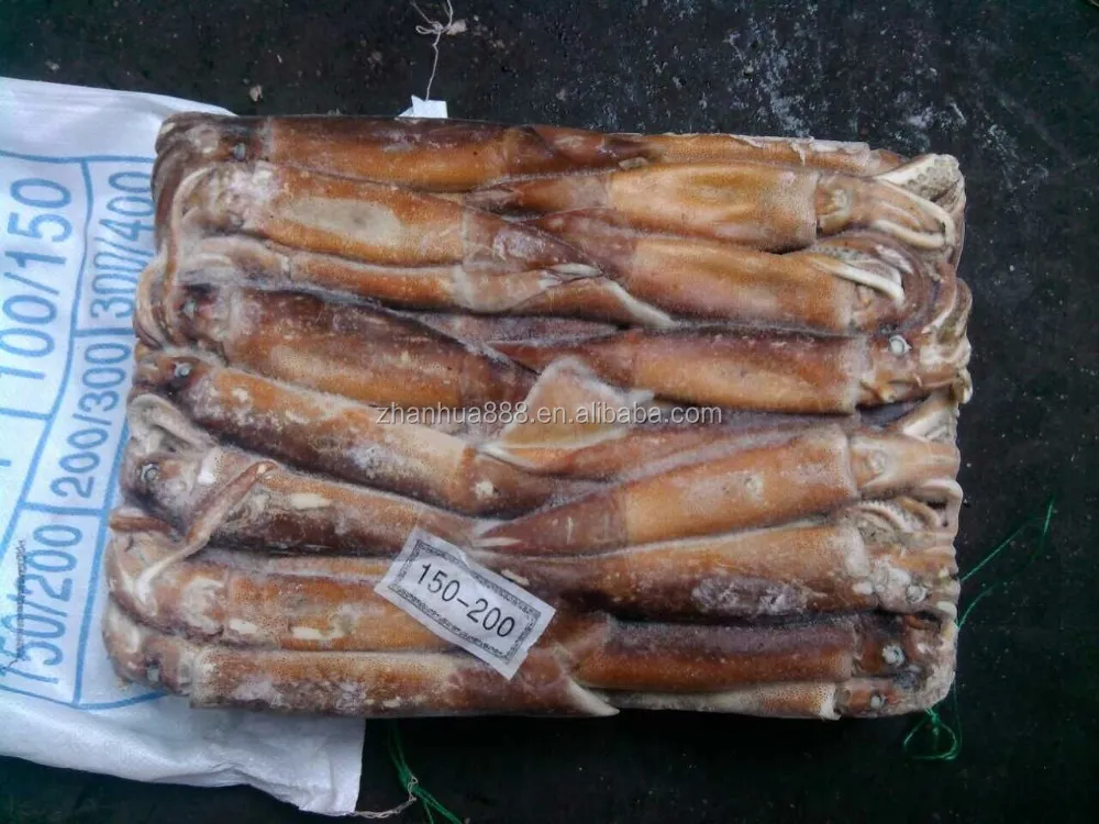 Argentina Squid For Tuna Bait Squid Raw Material