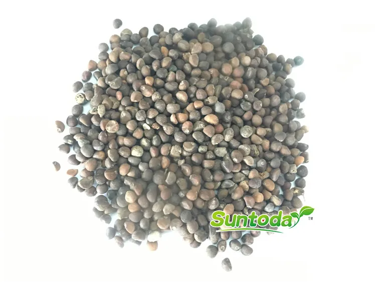 
Suntoday Green leaf White stem kongxin cai kangkong water spinach seeds 1kg/bag 