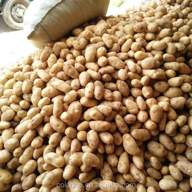 Original Fresh Potato for Export