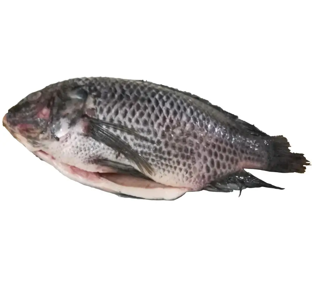 New season tilapia fish frozen fish for sale
