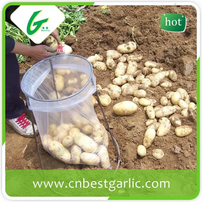 Горячие продажи свежего картофеля для оптовых