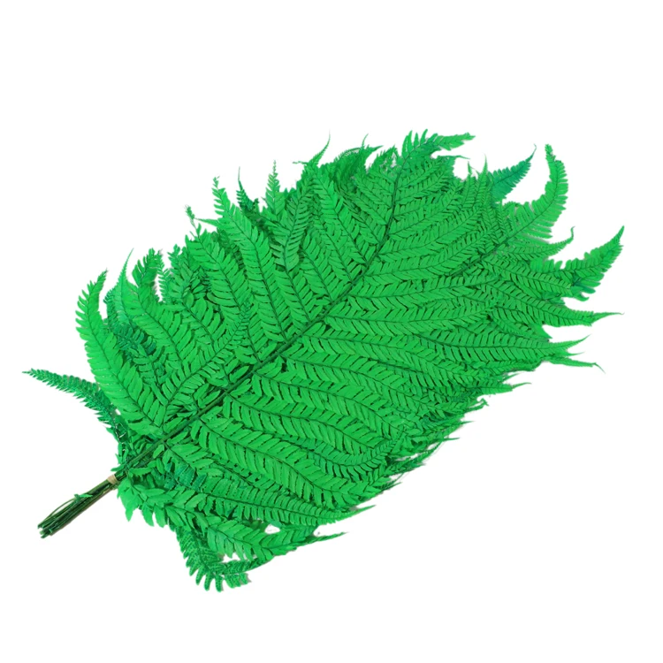 Preserved Natural Eternal Plants Preserved big Fern Leaves large green leaf plants