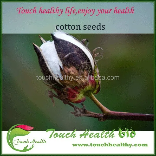 2021 Touchhealthy supply new supplier cotton seeds for growing 500gram/bags
