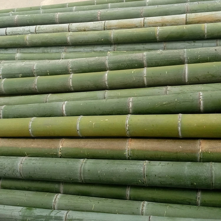 Wholesale China High Quality  Raw  Bamboo Pole Cane Agriculture For Flag
