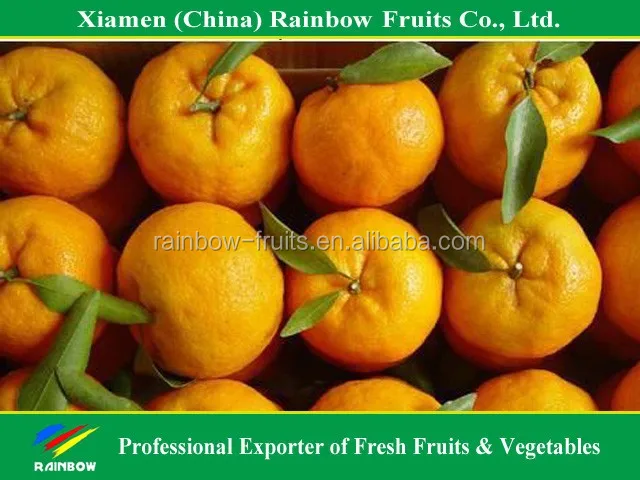 
yongchun ponkan mandarin for Russia & Bangladesh & Indonesia & Malaysia market 