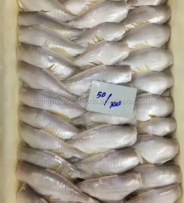 50-200g HGT Jerk Filefish Leather Jacker fish