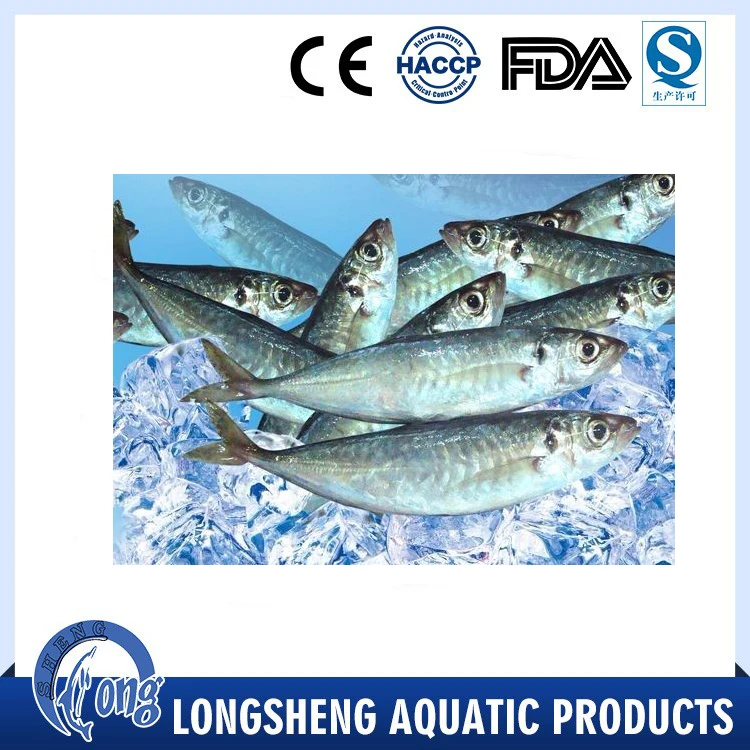 
Hot Selling Cheap Price Trachurus Japonicus Frozen Horse Mackerel 