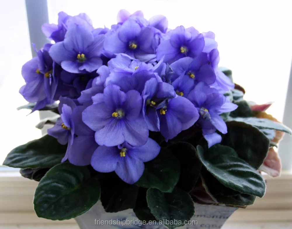 Саженцы из африанского фиолетового излучения Saintpaulia Ionantha