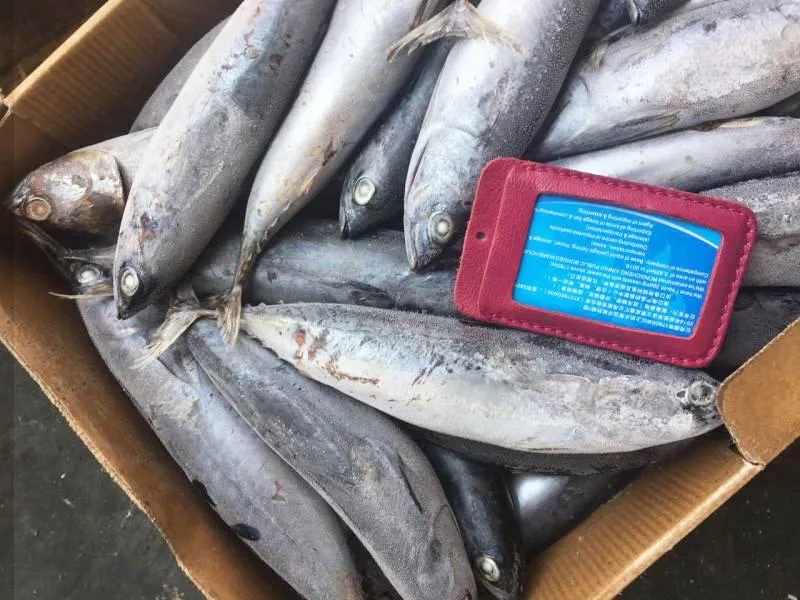 Frozen bonito tuna fish for canning with white meat quick selling