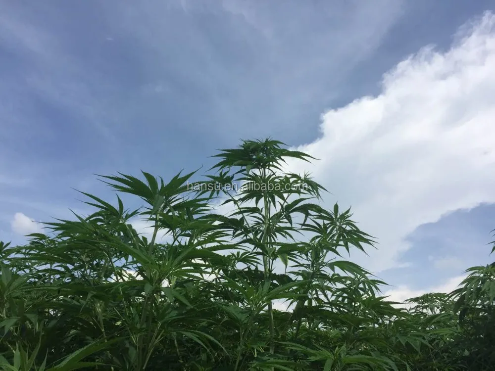 
Full spectrum cbd oil 50% CBD 90% total c a n n a b i n o i d s 