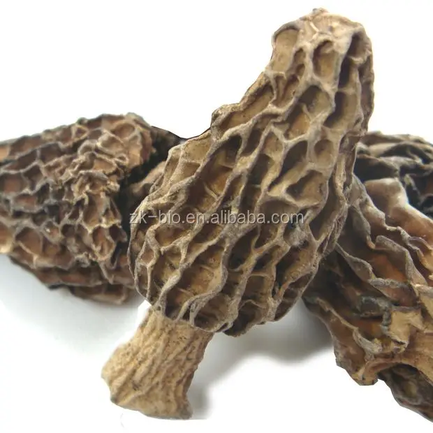 Hot Sale Organic Mushroom Morchella Price