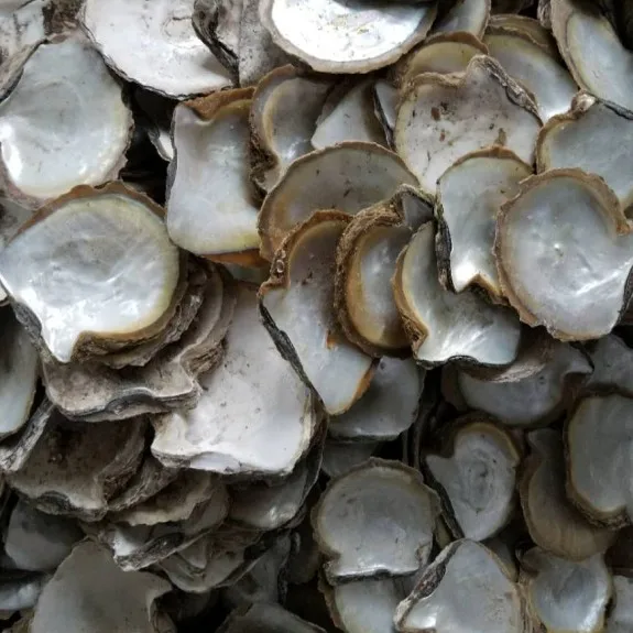 Good Quality Raw Material White Mother of Pearl Shell MOP Seashell Wholesale Price
