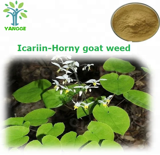 
Top quality Epimedium Extract horny Goad weed powder Icariin 10% 20% CAS 489-32-7 