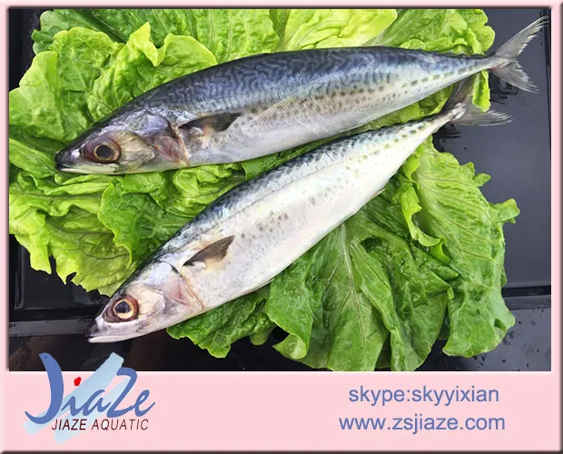 
Frozen Mackerel Fish W/R Pacific Mackerel Scomber Japonicu 