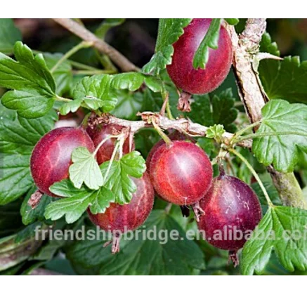 Саженцы Уфа-Криспа из гусиных ягод