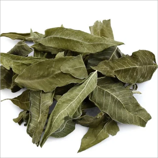 luo bu ma ye high quality Natural Apocynum Venetum Tea / Bluish Dogbane Tea