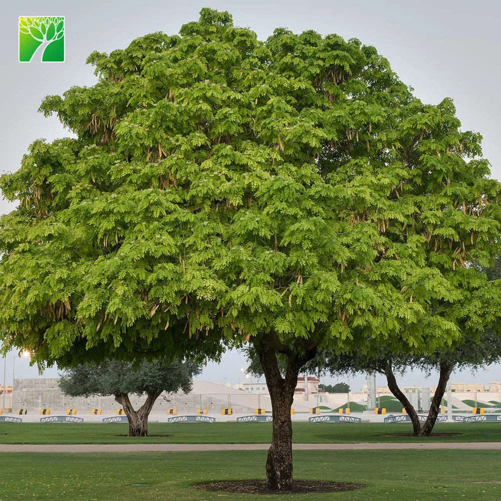 Растительная ферма, оптовая продажа, песчаная почва, тип дерева, растение Albizia пустынник