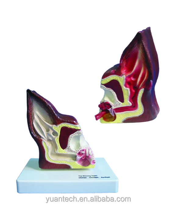 Enlarged Dog Ear 3D Structure Anatomical Model