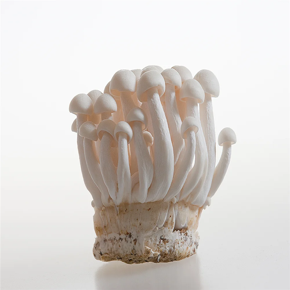 China White Shimeji Fresh Mushroom