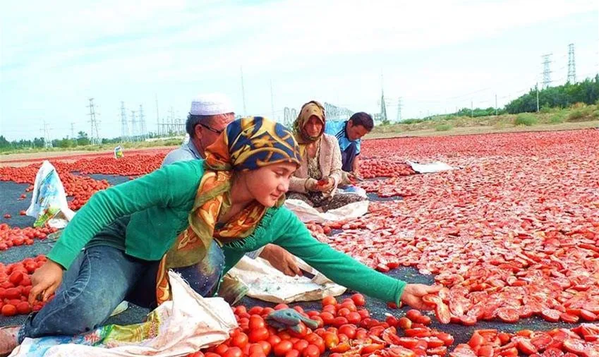 Automatic cherry tomato drying equipment