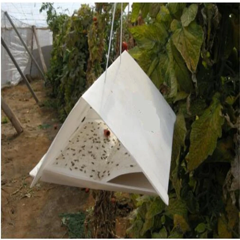 tomato leaf miner pheromone lure