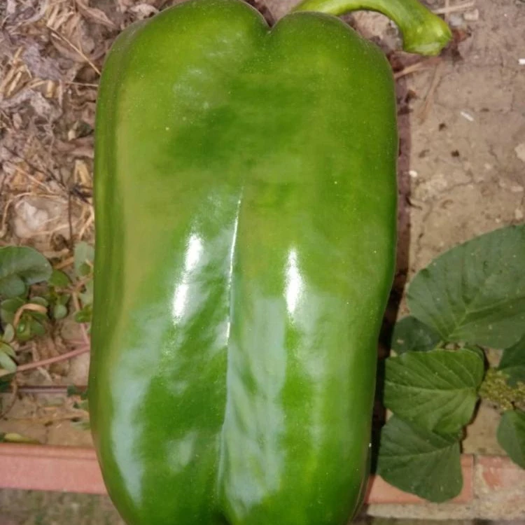 Гибридный суперранний зрелый зеленый большой фрукт, Семена сладкого перца Range F1
