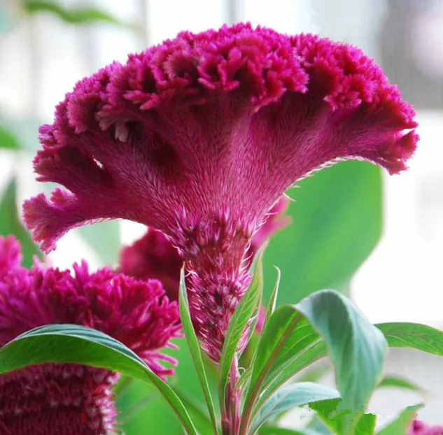 
S404 Ji guan hua Supply with Best Price Celosia Cristata Seeds 