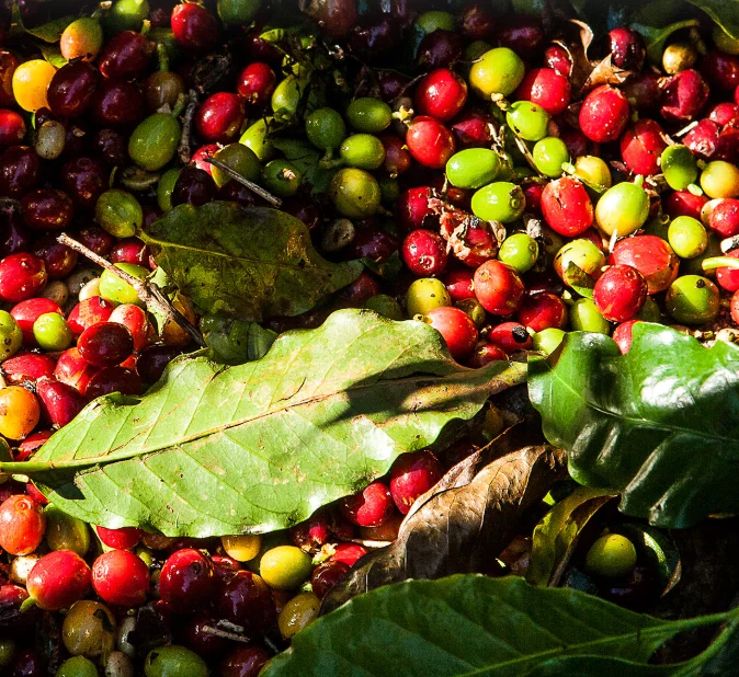 Smart coffee bean color sorter/color separator/beans sorting machine