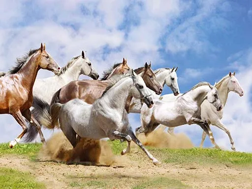 Wholesale of 3D Lenticular Pictures of Horse 5D Lenticular Printing of Animal for House Decor