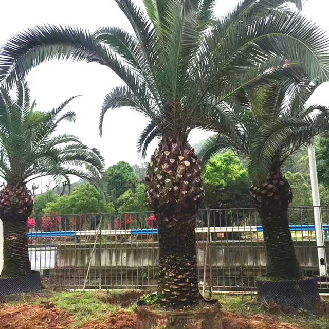 
 Высокопрорастающие свежие сухие семена Феникса канарской пальмы  